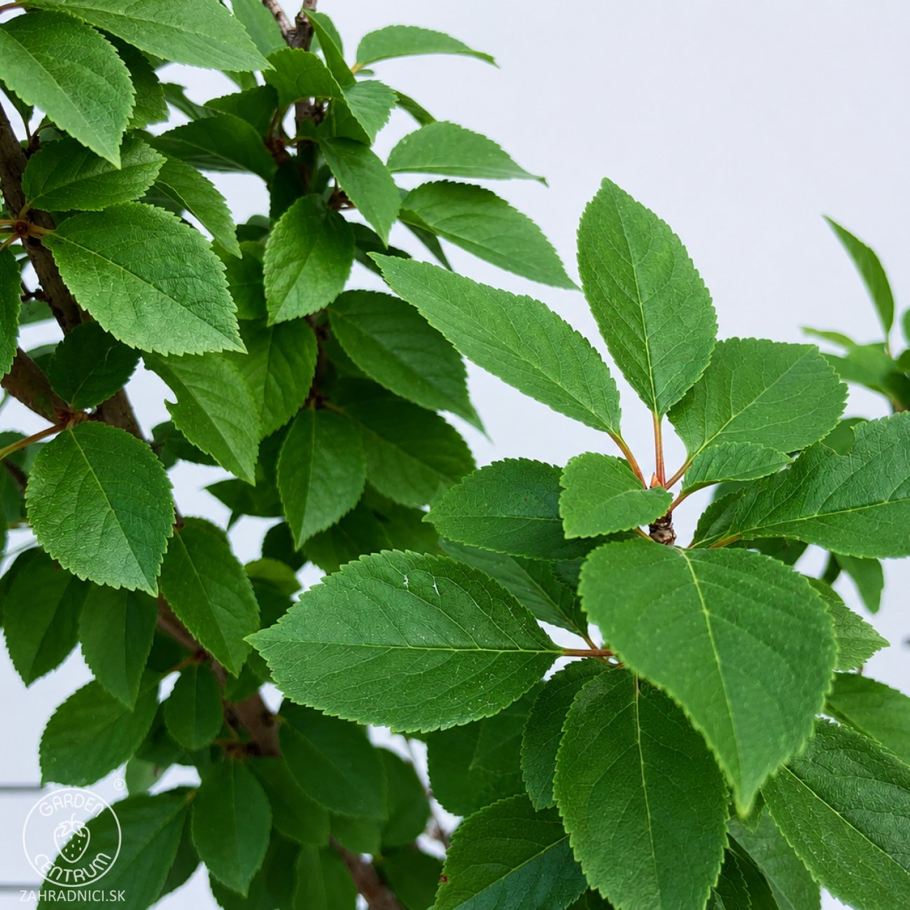 Obrázok Mini višňa nízkokmenná (Prunus cerasus) ´PIEMONT´ - skorá, výška: 60-90 cm, kont. C5L